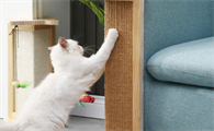 猫抓板的作用