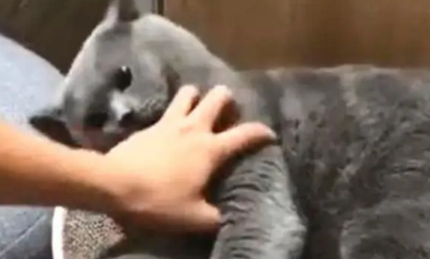 主人用的这招杀鸡儆猴,还真把猫咪吓唬到了,蓝猫这次终于消停了 主人用的这招杀鸡儆猴,还真把猫咪吓唬到了,蓝猫这次终于消停了