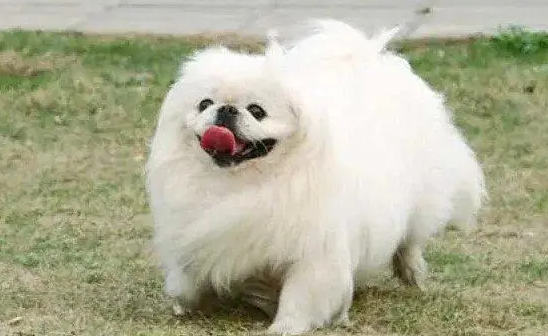 中国狮子犬多少钱一只