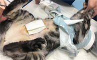 母猫要绝育吗