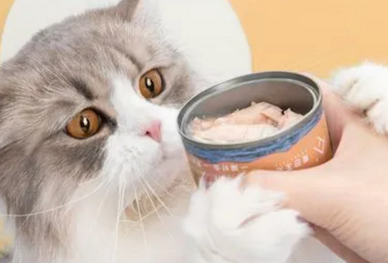 Boopucat波普猫罐头贵吗 Boopucat波普猫罐头贵吗