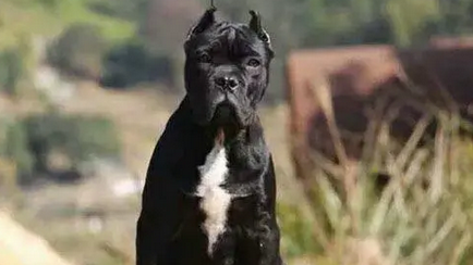 卡斯罗犬是烈性犬吗