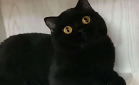 猫嘴边内壁黑色