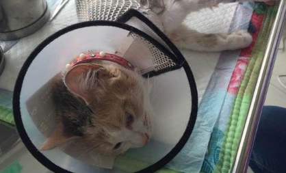 母猫绝育多少钱