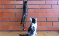 猫一直头蹭门蹭墙是怎么回事