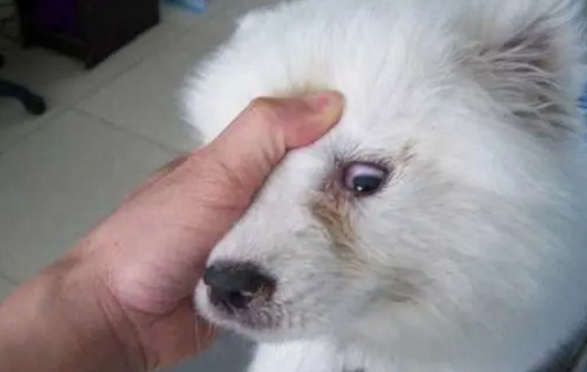 犬的广谱消炎药 犬的广谱消炎药