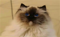 无意中把猫踩死了
