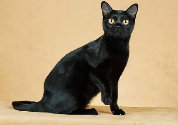 孟买猫能喝羊奶吗 猫咪如何喂养 孟买猫能喝羊奶吗 猫咪如何喂养