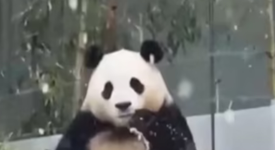大熊猫是几级保护动物,科普篇 大熊猫是几级保护动物,科普篇