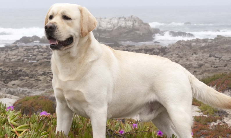 适合家养的中型犬 中型犬相较小型犬而言更好