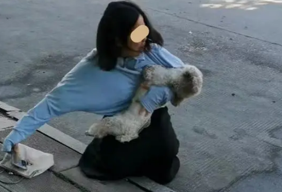 宠物狗被车撞伤,女子当场号啕大哭,给狗做心肺复苏和人工呼吸 宠物狗被车撞伤,女子当场号啕大哭,给狗做心肺复苏和人工呼吸
