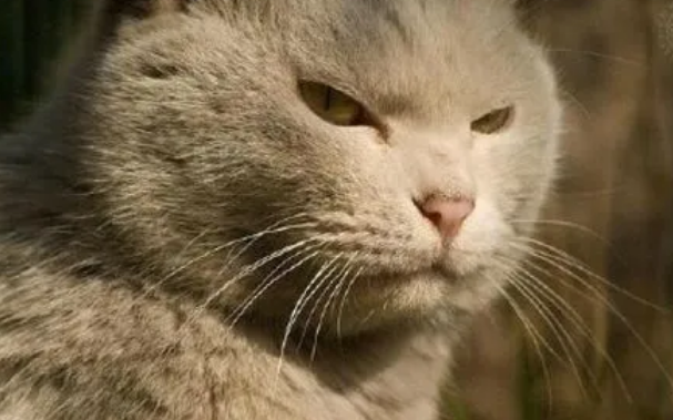 猫用鄙视的眼神看你 猫用鄙视的眼神看你