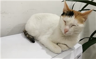 小猫不吃不喝没精神怎么回事