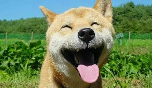 老爸背着妈妈给柴犬吃龙虾,眼神警告网友不许告密 老爸背着妈妈给柴犬吃龙虾,眼神警告网友不许告密