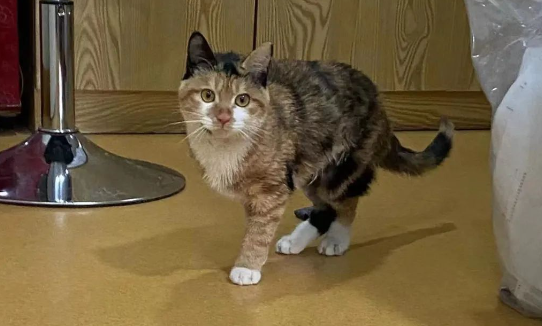 校园流浪猫被粘鼠板粘住,获救后又发现腿里有节断骨,学生们做法太暖! 校园流浪猫被粘鼠板粘住,获救后又发现腿里有节断骨,学生们做法太暖!