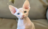 全身没有毛的猫是什么猫