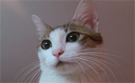 晚上有猫叫千万别出去