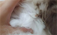 猫怎么判断是尿路感染
