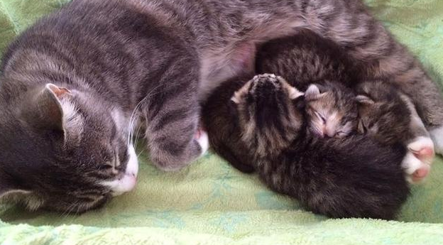 猫妈妈丧子后悲痛欲绝,暖心主人帮它找回“孩子” 猫妈妈丧子后悲痛欲绝,暖心主人帮它找回“孩子”