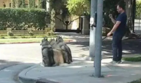 网友在上班途中遇见三只哈士奇排队而坐,网友看后直呼遵纪守法 网友在上班途中遇见三只哈士奇排队而坐,网友看后直呼遵纪守法