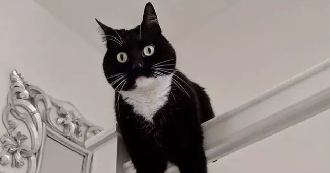 网红惊讶猫叫什么
