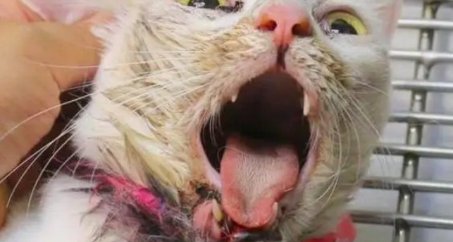 路边的猫咪老是张着嘴哈气,送去医院一检查,医生的话让人心疼 路边的猫咪老是张着嘴哈气,送去医院一检查,医生的话让人心疼