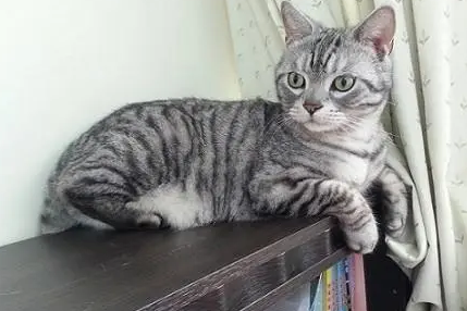 米克斯是猫的品种吗