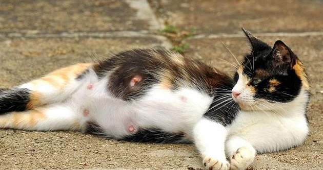 母猫产后呕吐