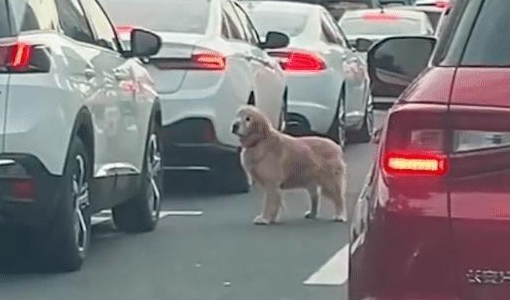 年迈金毛被遗弃后, 它跑到马路上一辆接着一辆车找主人, 心都碎了 年迈金毛被遗弃后, 它跑到马路上一辆接着一辆车找主人, 心都碎了