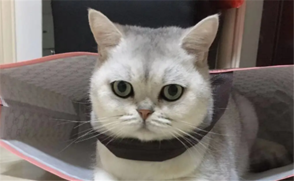 喜欢猫代表什么