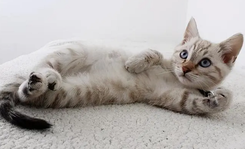 门外有猫叫是什么兆头