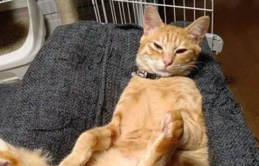 猫被同伴当沙发坐,用无辜的眼神向主人求救,最终忍无可忍 猫被同伴当沙发坐,用无辜的眼神向主人求救,最终忍无可忍