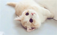 小猫要生产前的征兆