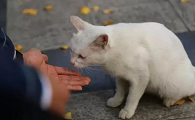 如何找到丢失的猫