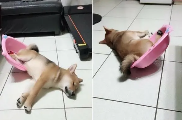 柴犬剃完毛偷照镜子,看到新造型吓到定格5秒:你是谁 柴犬剃完毛偷照镜子,看到新造型吓到定格5秒:你是谁