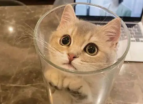 猫咪卡在玻璃瓶里,主人刚准备去救它,结果却被猫咪打脸了 猫咪卡在玻璃瓶里,主人刚准备去救它,结果却被猫咪打脸了