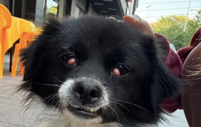 饭店老板养的狗狗眼睛有息肉，女生自费带它做手术，希望余生被温柔以待