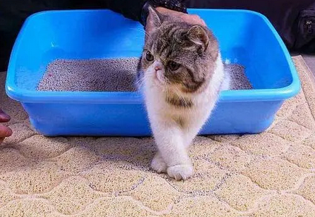 猫在门口拉屎风水问题