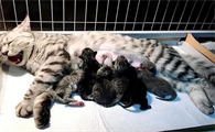 母猫生完孩子粘人