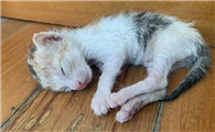 小猫出生多久可以碰