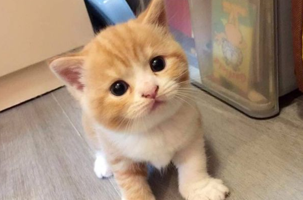 以为养到可爱萌猫,谁料它成年后气质大变,主人:大骗子啊!