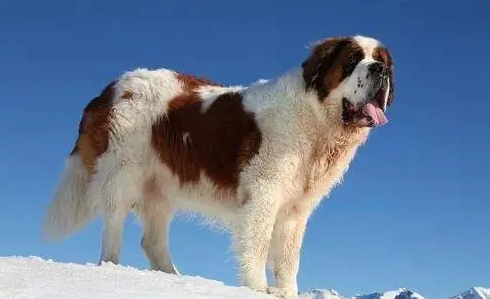 十大温顺巨型犬 十大温顺巨型犬