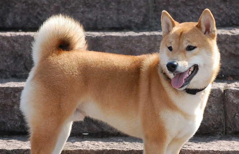 中华田园犬的智商排名多少