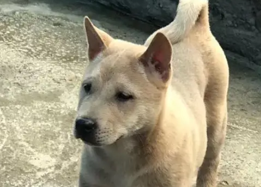 成都禁养的犬中包括中华田园犬，这会引起田园犬绝种吗？看完明白