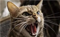 猫在半夜嘶吼像婴儿哭一样