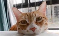 猫转世需要多少天