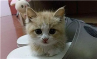 小猫自来熟怎么办