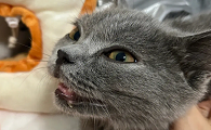 猫嘴唇里面边缘黑