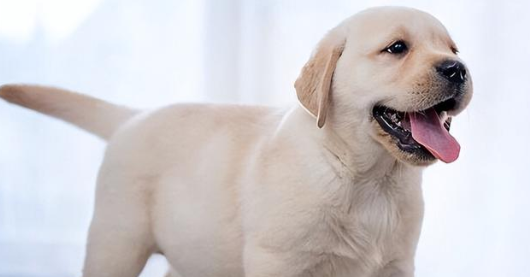 如何挑选拉布拉多犬？去有保障的场所购买