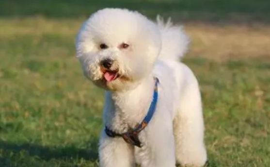 带熊的狗狗品种 宠物棕熊多少一只